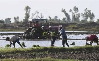 national-seed-policy-pakistan