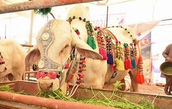 Pakistan Livestock Expo 2025