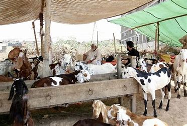 Pakistan Livestock Expo 2025